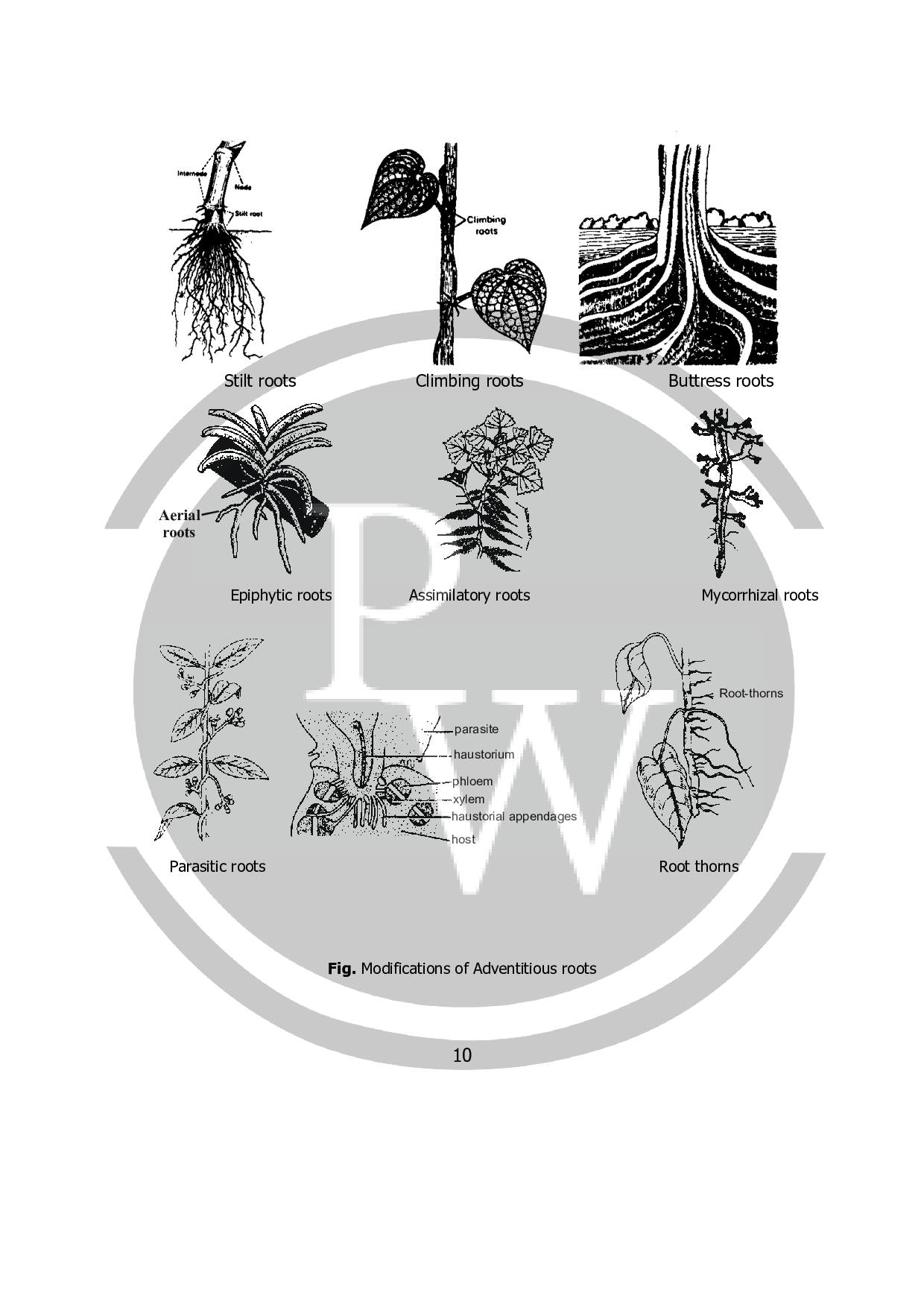 Artificial Root Definition at Carol Jones blog