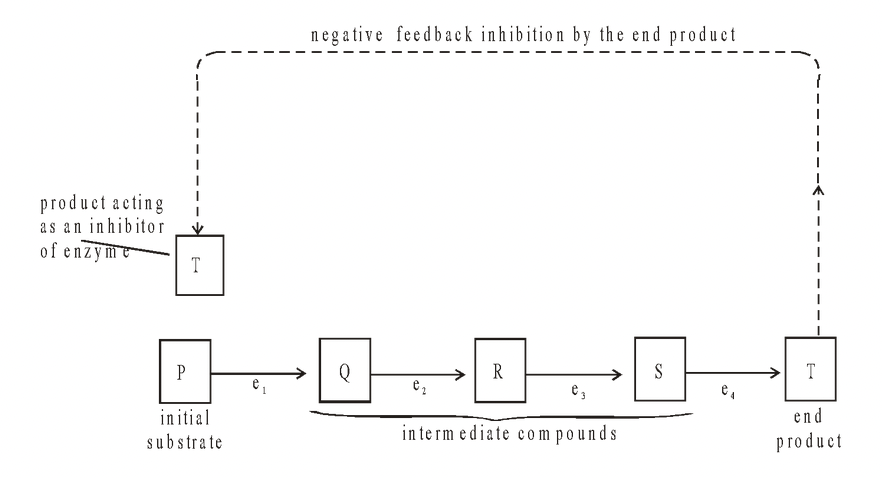 Competitive and Non-Competitive Enzyme Inhibition Class 11 | PW