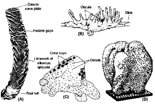 class 11 Zoology Some representatives of Phylum - Porifera