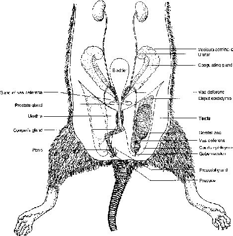 Reproductive System of Rat Class 11 | PW