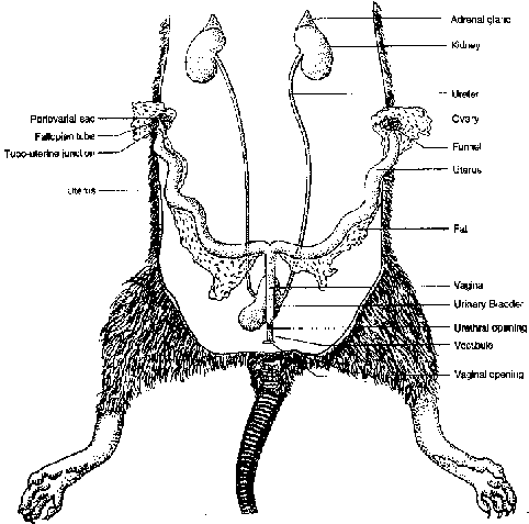 Male Rat Reproductive System Diagram