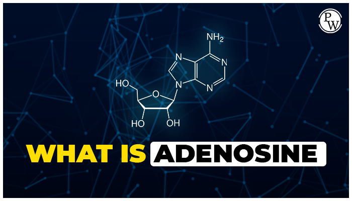 Adenosine Use Work Side Effect PW Adenosine