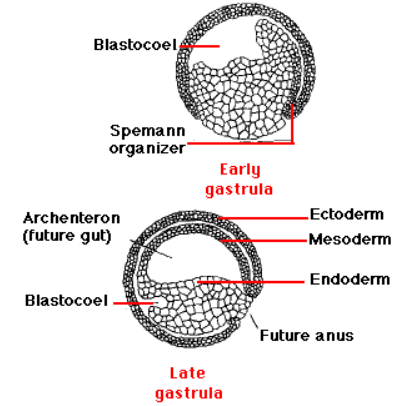Embryogenesis | embryogenesis and process of cleavage