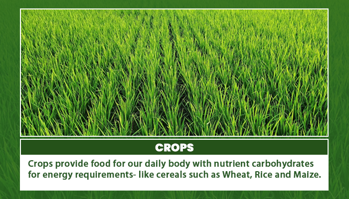 Crops Types Of Crops Cash Crops And Food Crops PW crops-types-of-crops-cash-crops-and-food-crops-pw