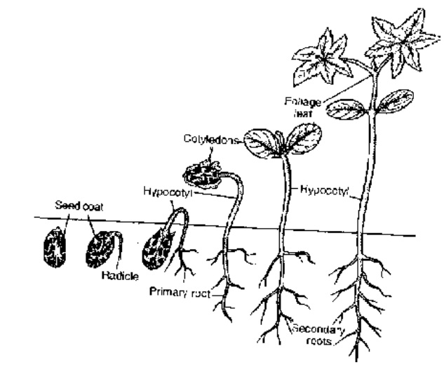 Germination Type of Germination condition of Germination