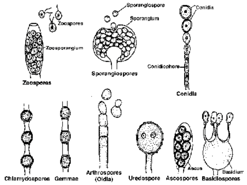 Types Of Fungal Spores Types Of Fungal Spores