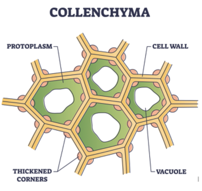 Permanent Tissues About Permanent Tissues Type of Permanent Tissues