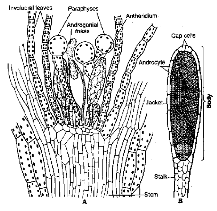 Funaria Diagram