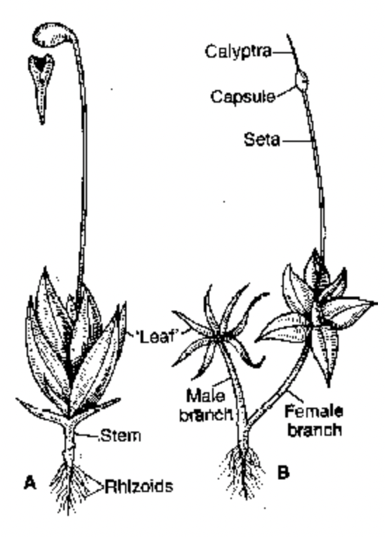 Funaria