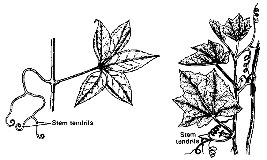 Stem Tendril Examples