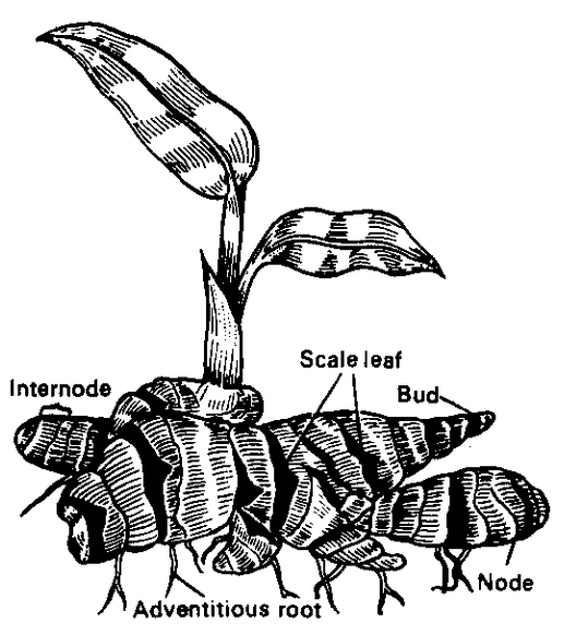 Stem of Morphology Of Angiosperm in Botany class 11
