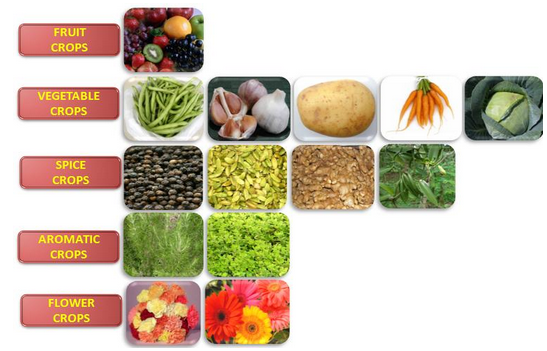 Food Crops Other Than Grains Of Agriculture