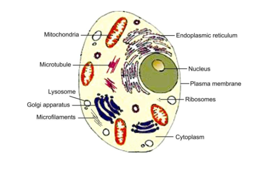 animal%20cell_final%20(q)