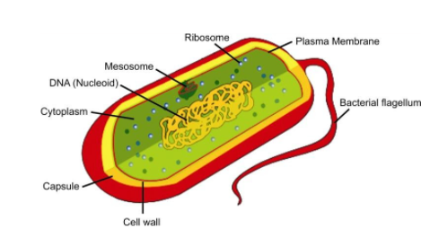 bacterial%20cell%20-%20final%20(q)