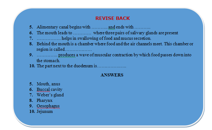 absorption of food revision