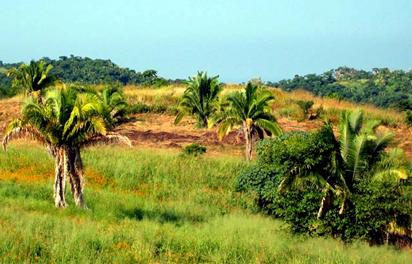 tropical deciduous forest