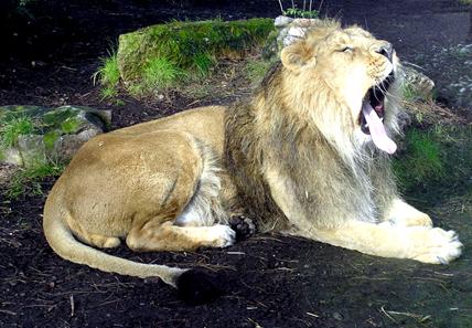 wildlife