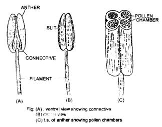 parts of flower