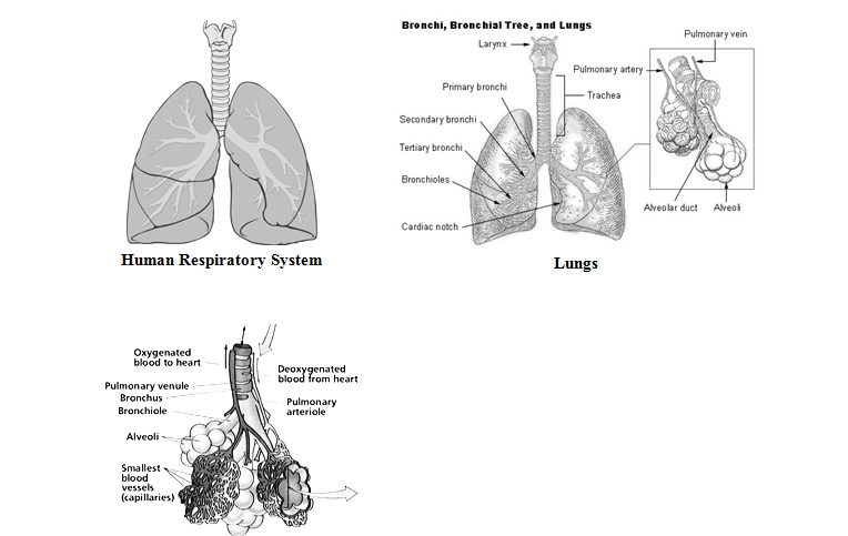 human respiratory system