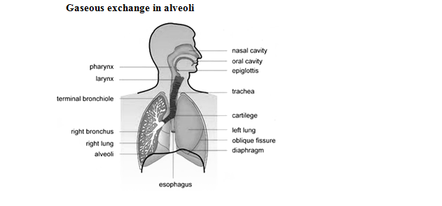 gaseous exchange in alveoli