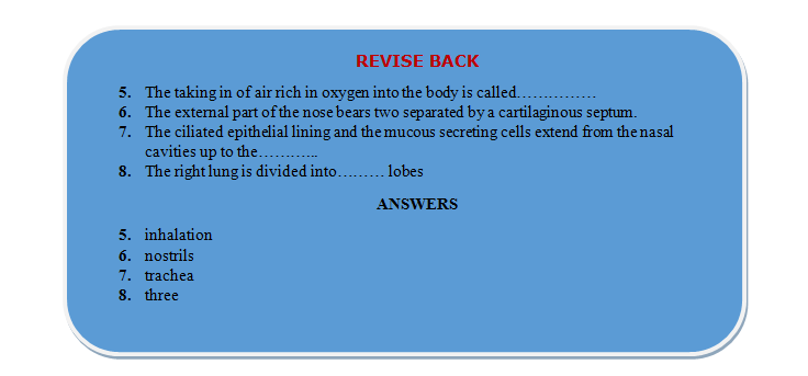 respiration revision