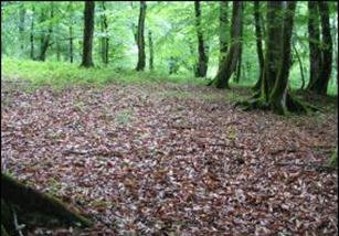 Forest Soil Class 8 Science Forest Soil Class 8 Science