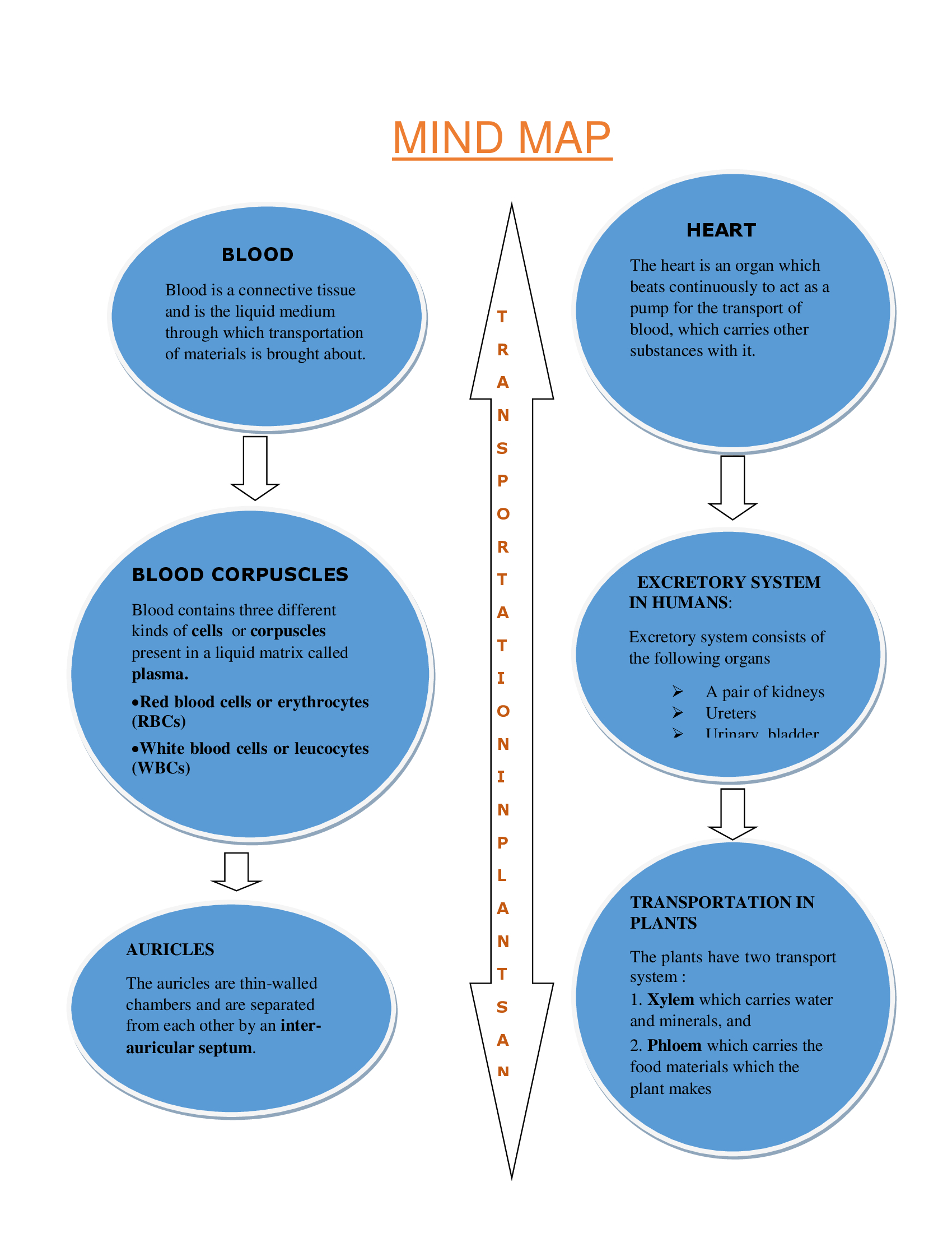 Class 7th Transportation In Animals Plants Mind Map